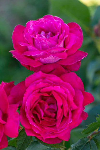 Rose - Sweet Spirit