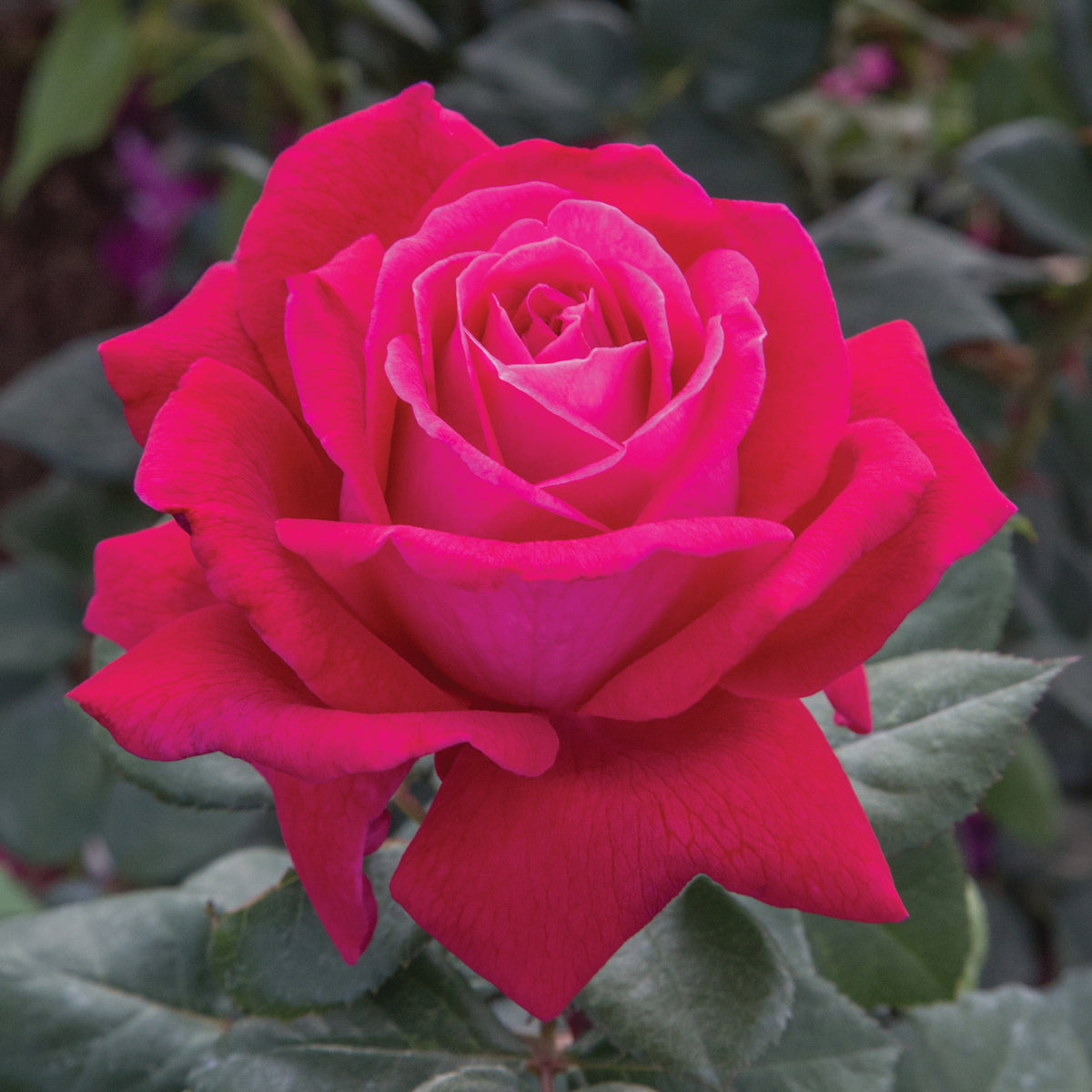 Rose - Sweet Spirit