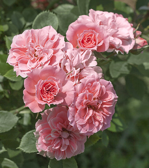 Rose - Sunblaze Sweet