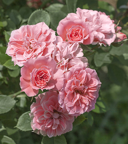 Rose - Sunblaze Sweet