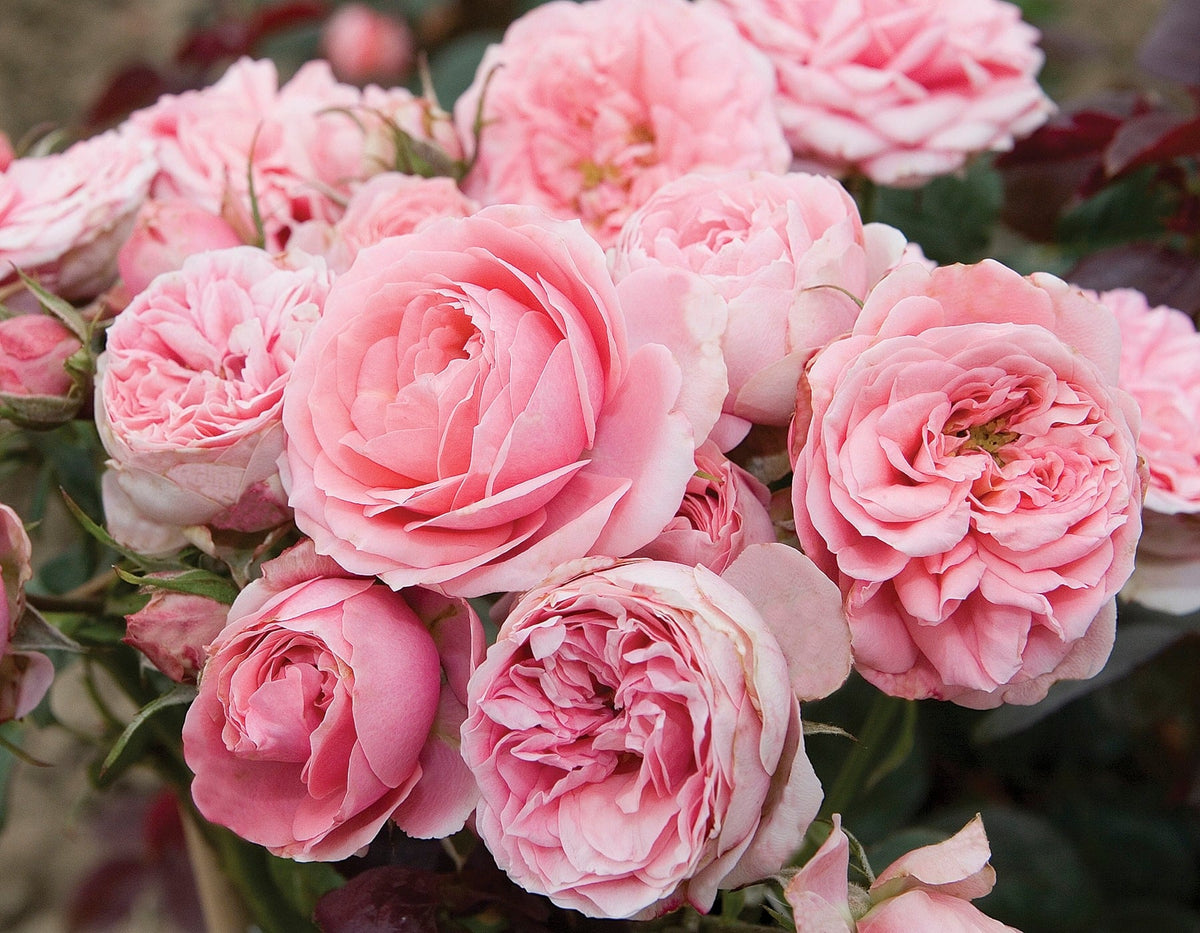 Rose - Sunblaze Sweet