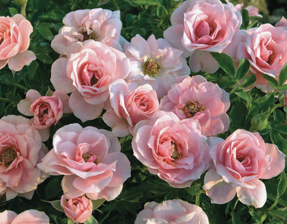Rose - Sunblaze Sweet