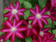 Load image into Gallery viewer, Clematis &#39;Bourbon&#39; AKA StarFire - 6ft Dwarf Variety
