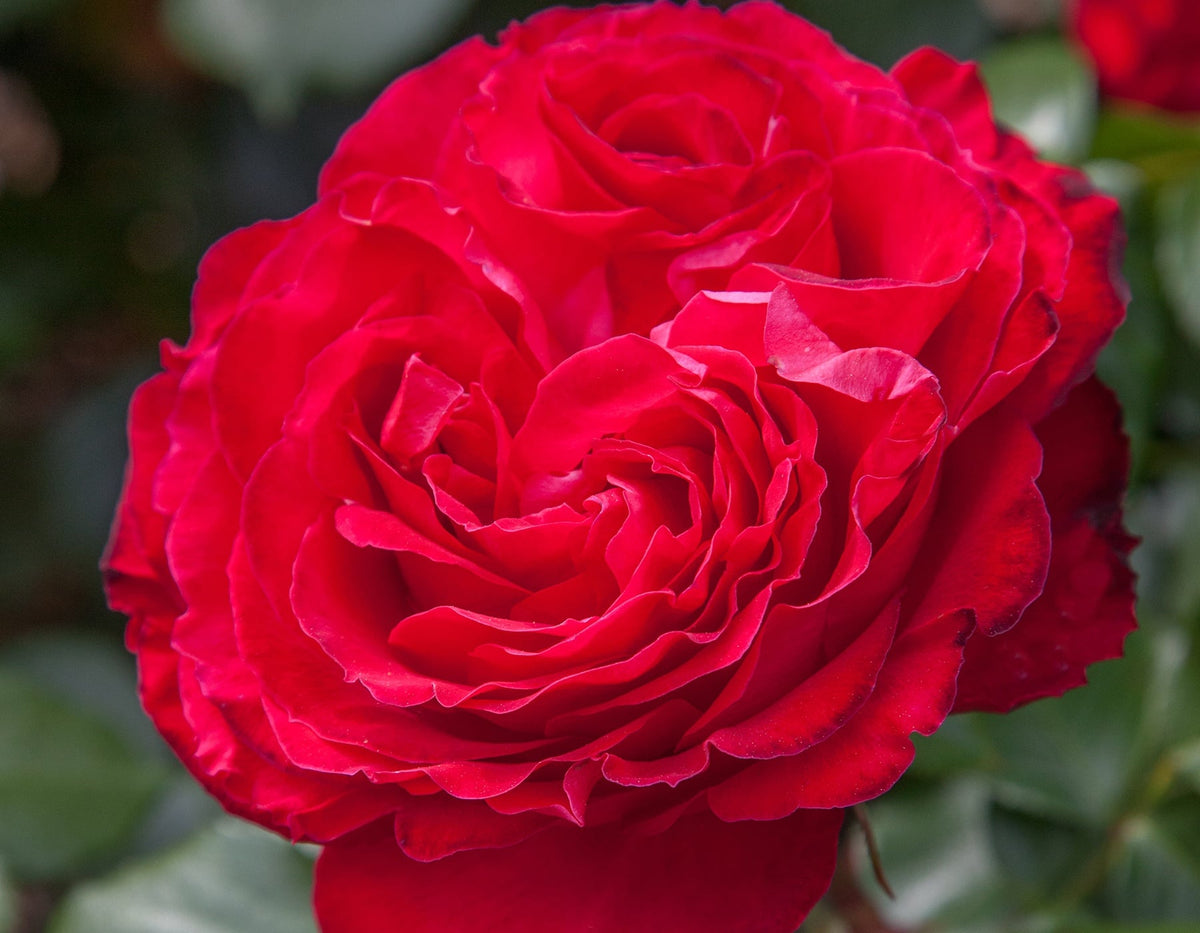 Rose - Traviata