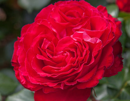 Rose - Traviata
