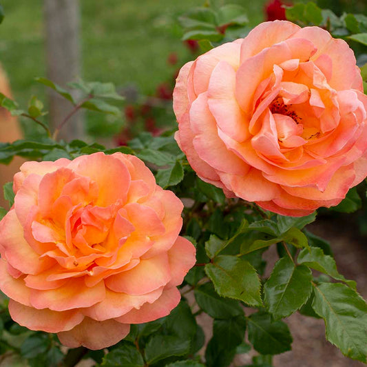 Rose - Arborose Tangerine Skies