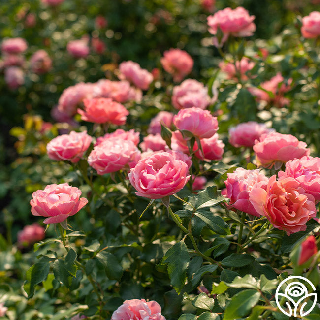 Rose - Tequila Supreme