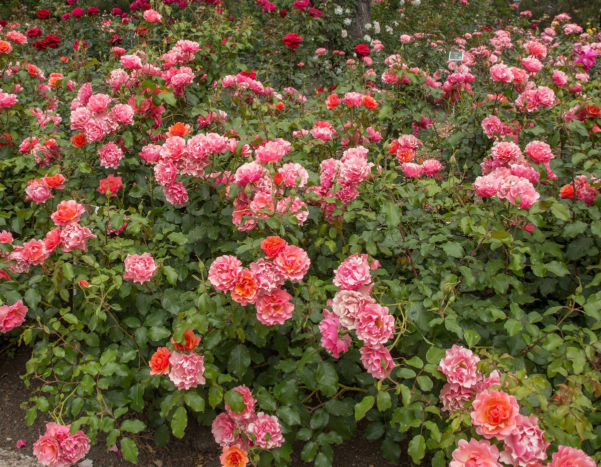 Rose - Tequila Supreme