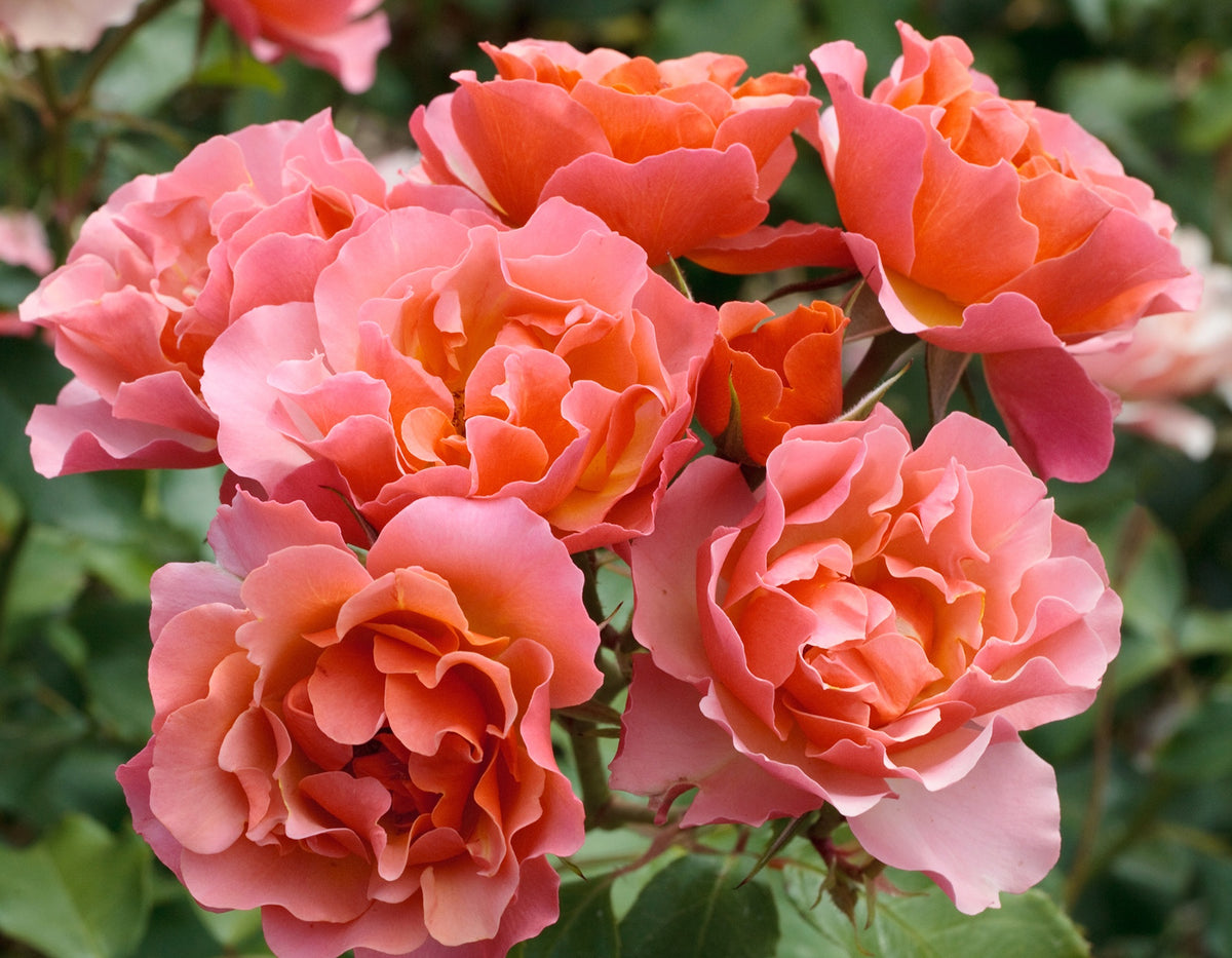 Rose - Tequila Supreme