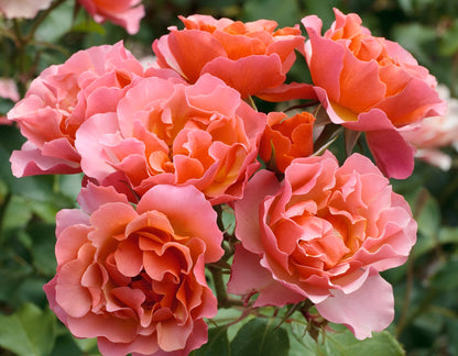 Rose - Tequila Supreme