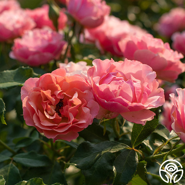 Rose - Tequila Supreme