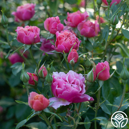Rose - Tequila Supreme