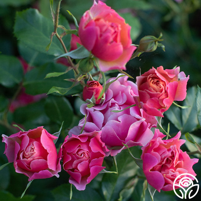 Rose - Tequila Supreme
