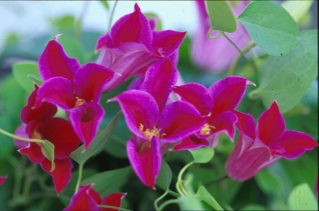 Clematis - texensis Princess Diana
