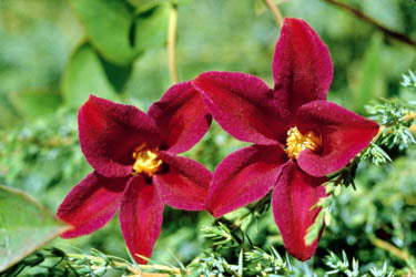 Clematis - TEXENSIS, SIR TREVOR LAWRENCE