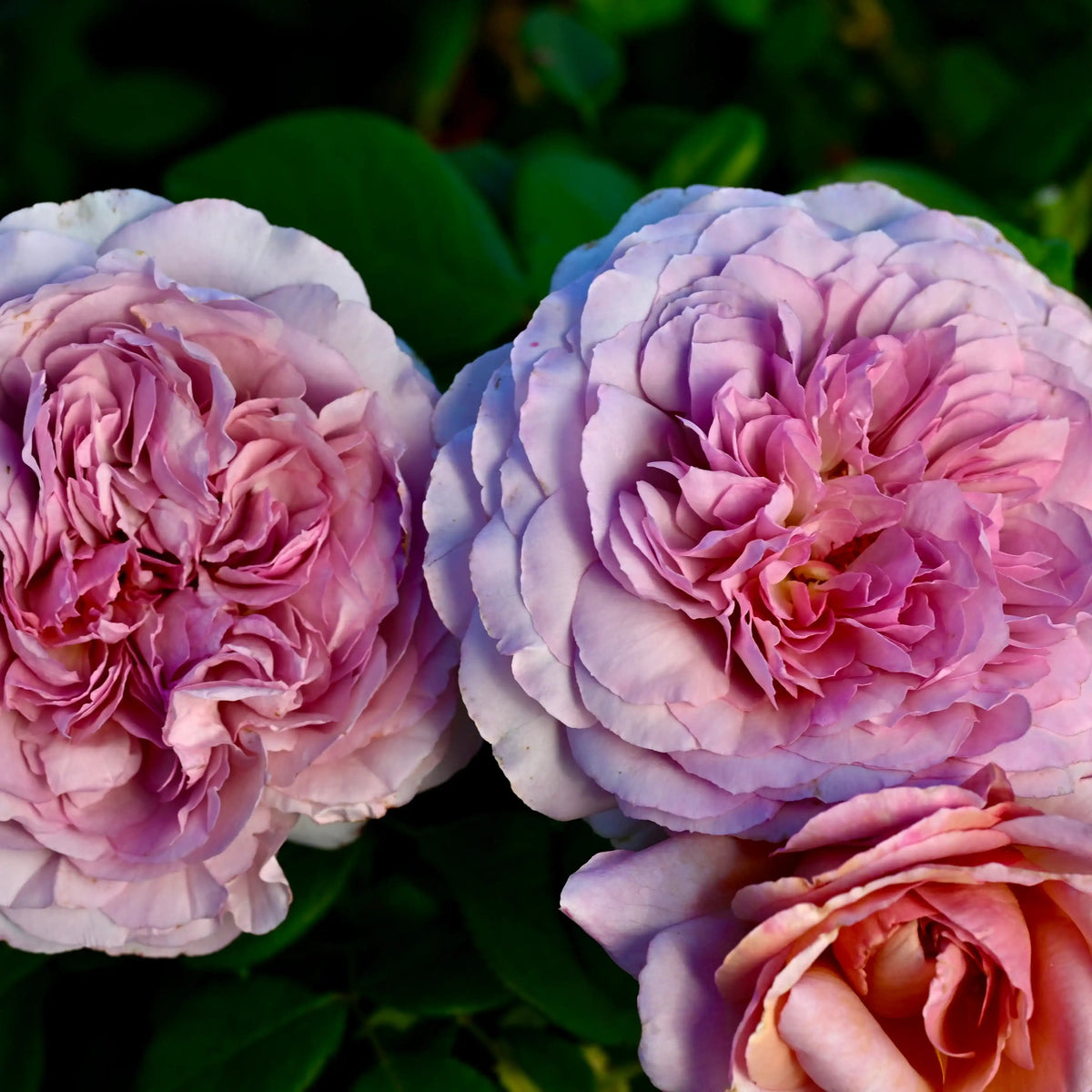 Rose - The Pride