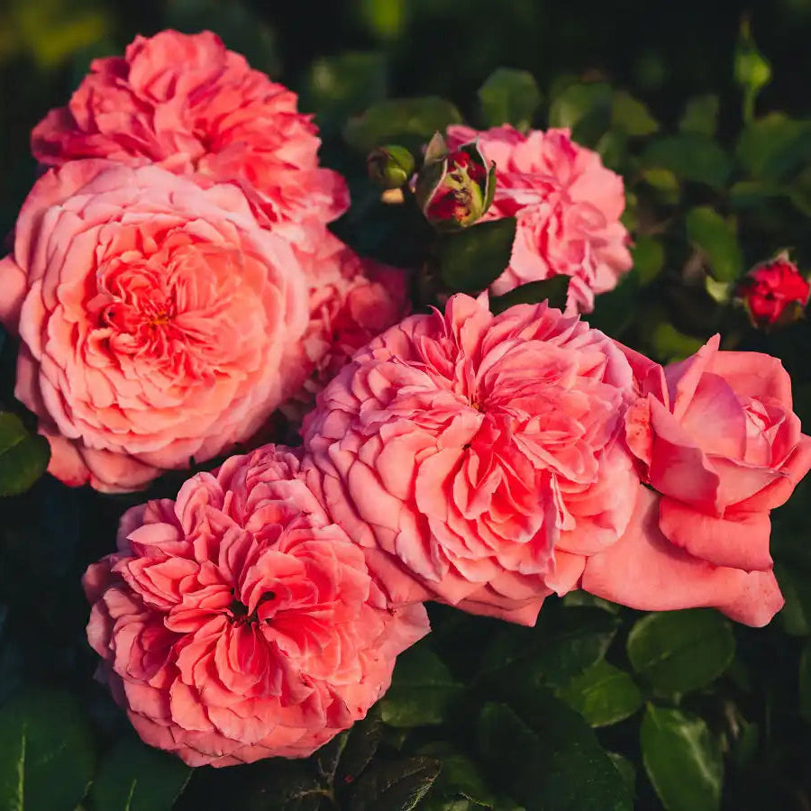 Rose - The Most Beautiful