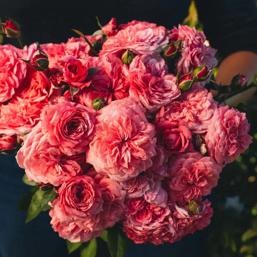 Rose - The Most Beautiful