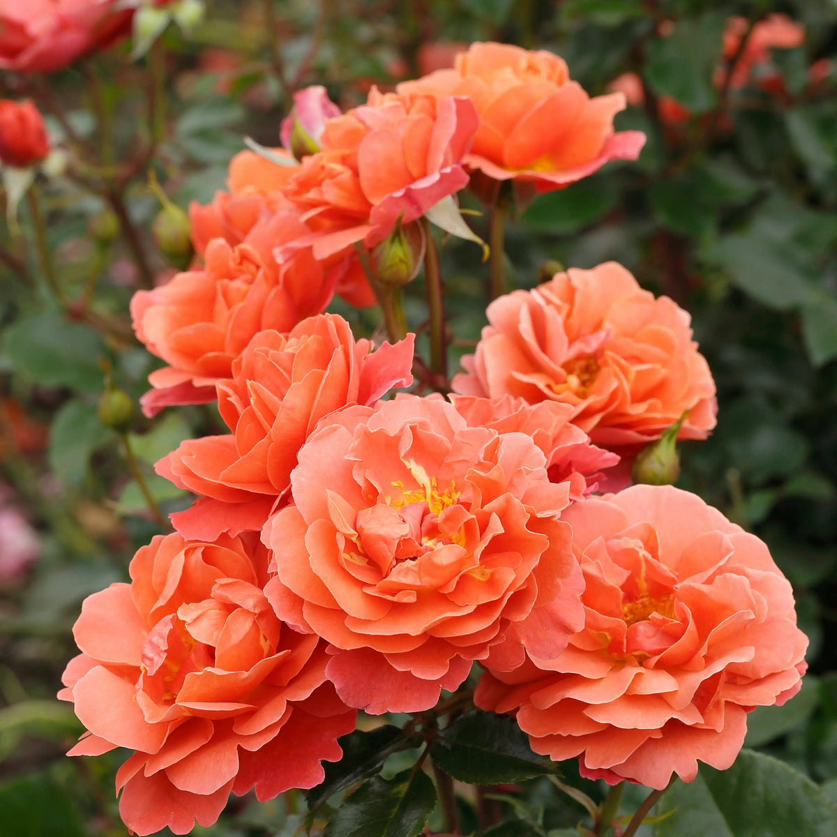 Garden Rose - Theodor Fontane Rose