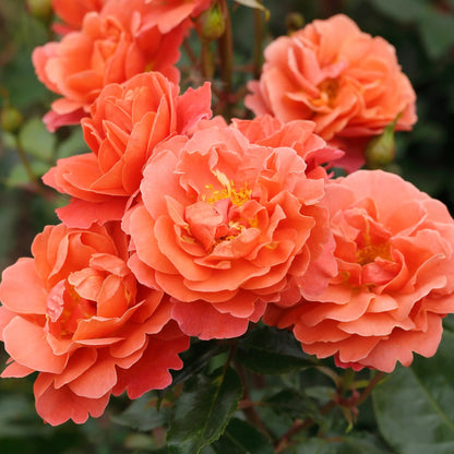 Garden Rose - Theodor Fontane Rose