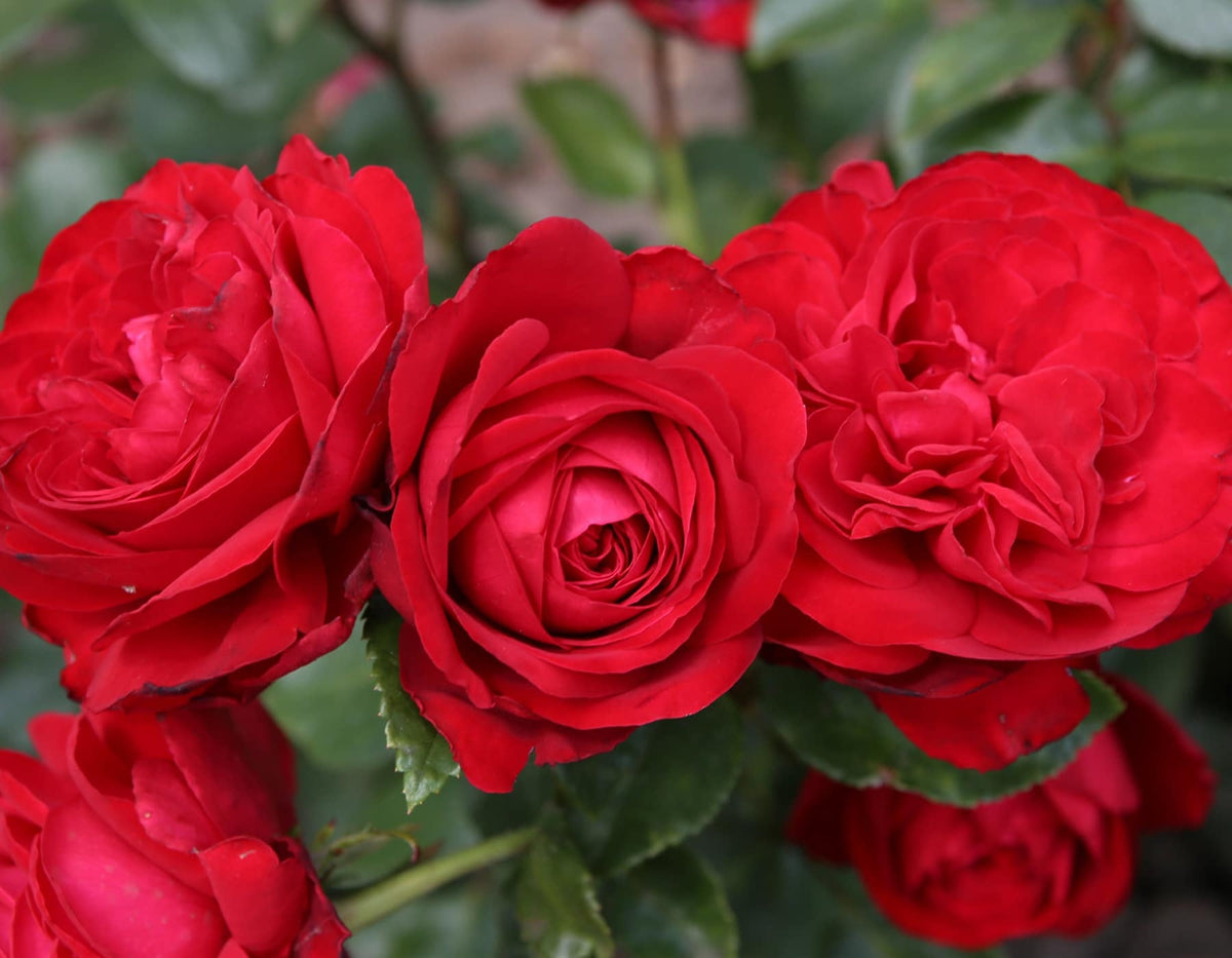 Rose - Tiamo