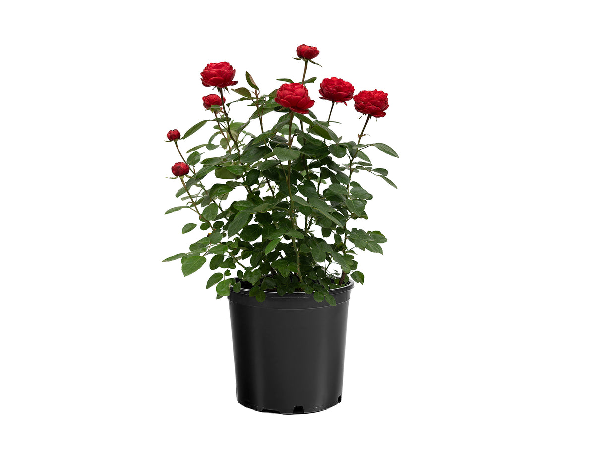 Rose - Tiamo