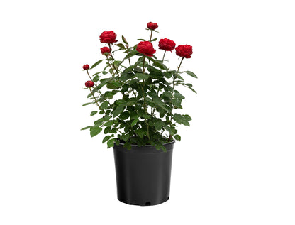 Rose - Tiamo