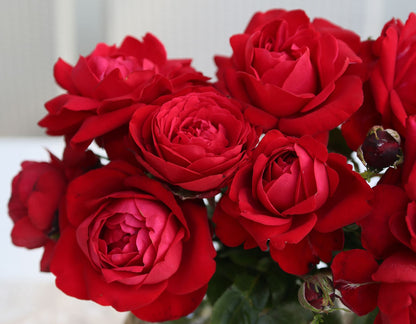 Rose - Tiamo