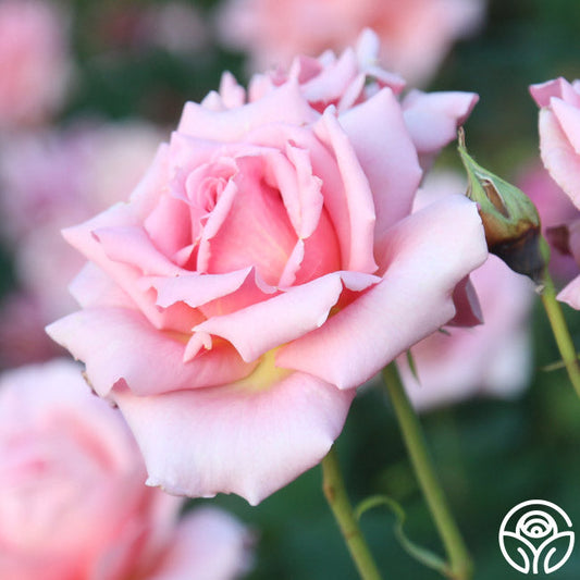 Rose - Tiffany