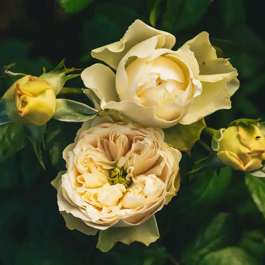 Rose - Tinkerbell!