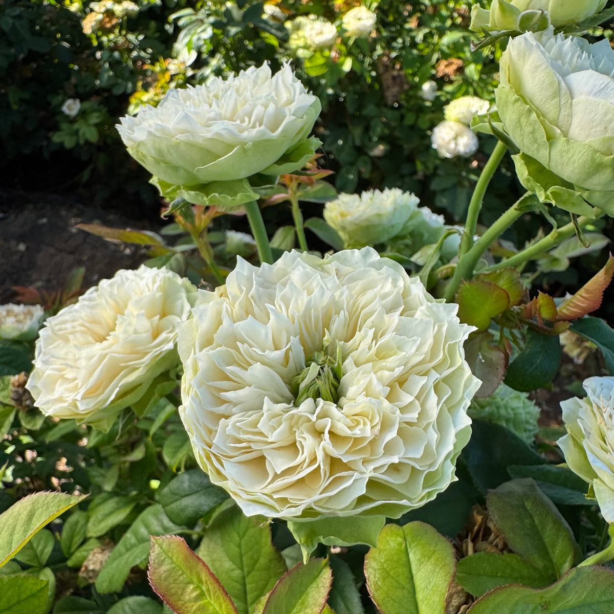 Rose - Tinkerbell!