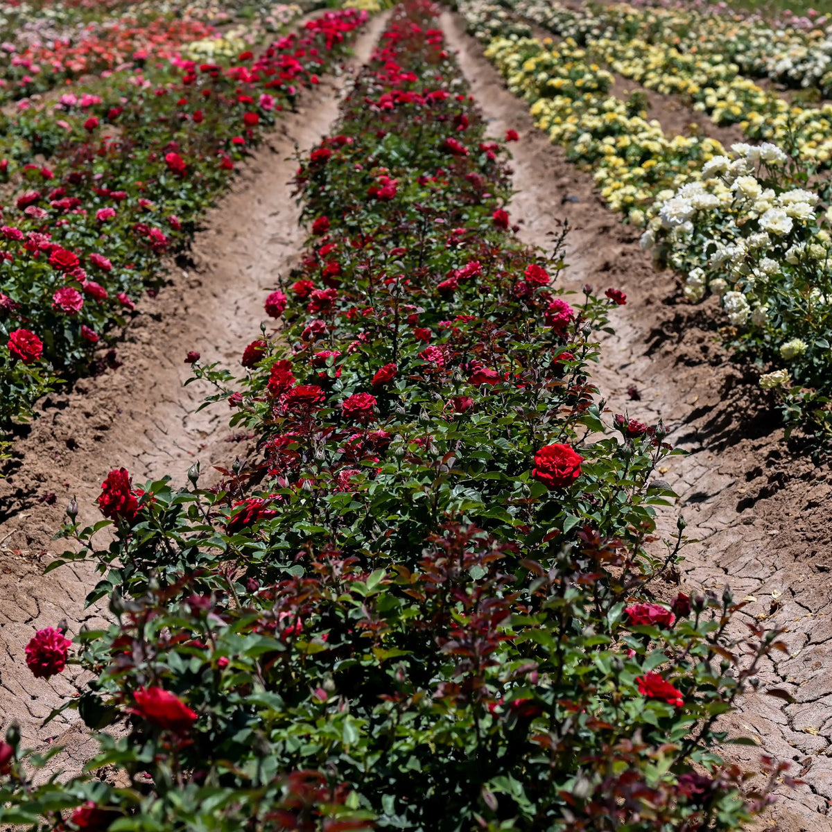 Rose - Ton of Bricks