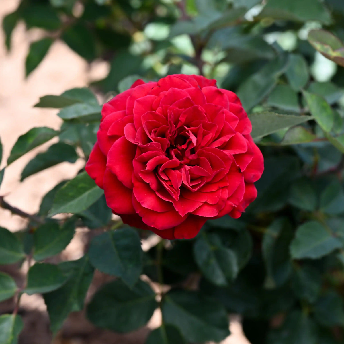 Rose - Ton of Bricks