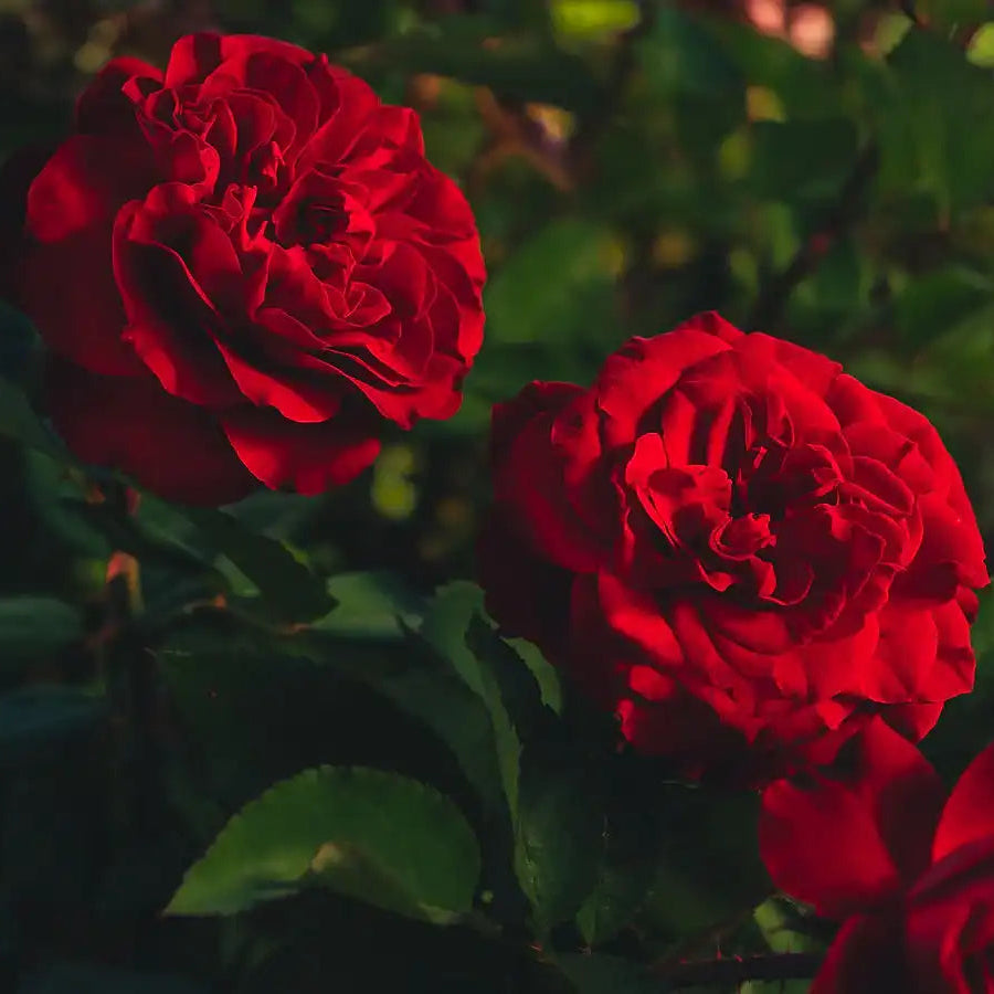 Rose - Ton of Bricks