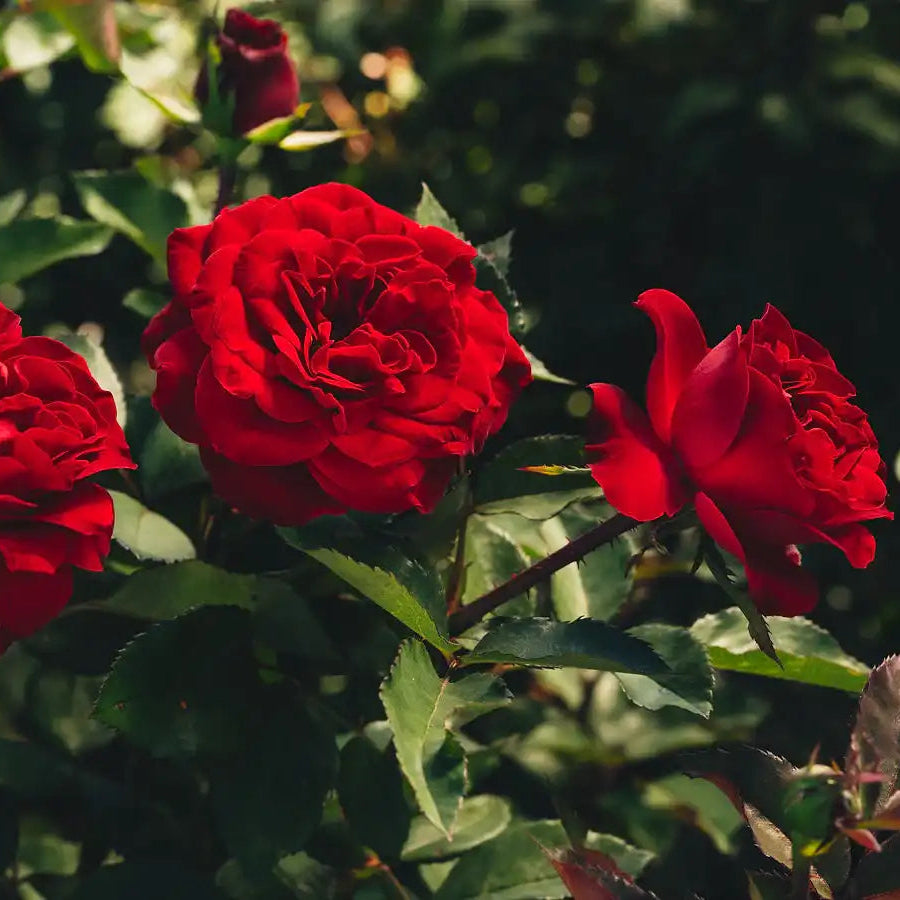 Rose - Ton of Bricks