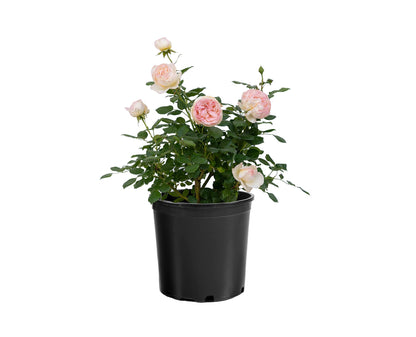 Rose - Top Cream