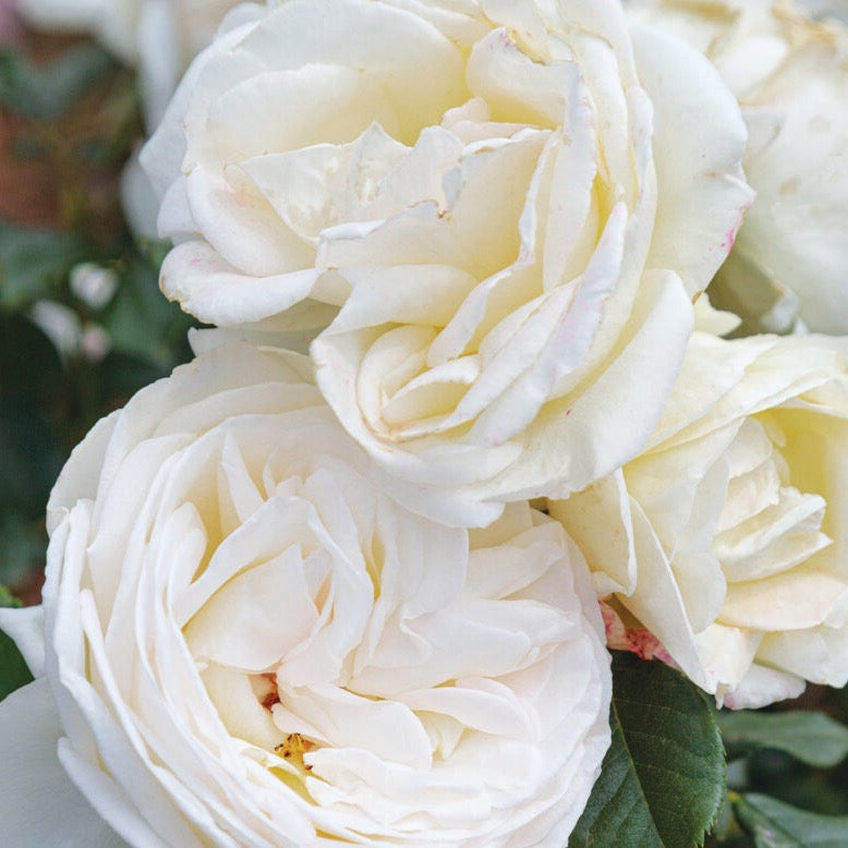 Rose - Top Cream