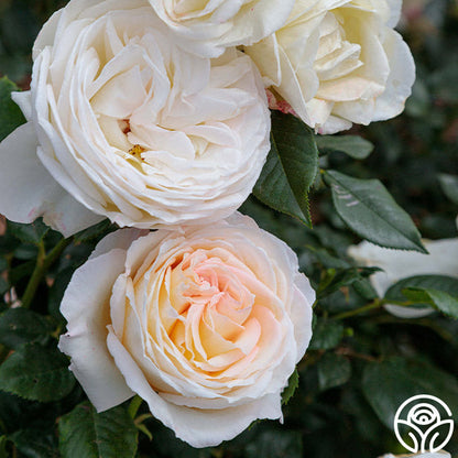 Rose - Top Cream