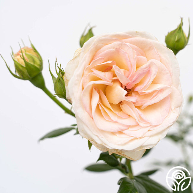 Rose - Top Cream