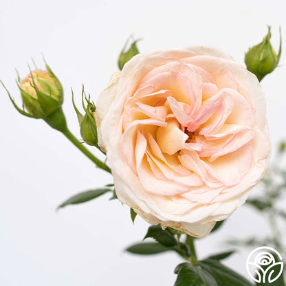 Rose - Top Cream