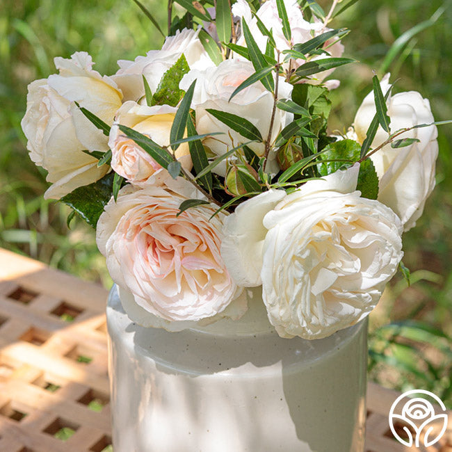 Rose - Top Cream