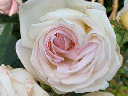Rose - Top Cream
