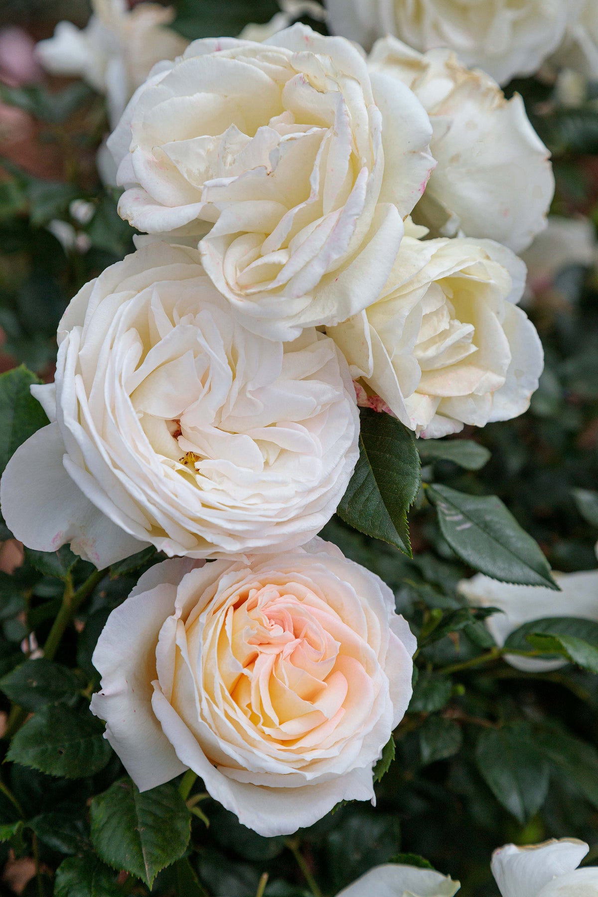 Rose - Top Cream