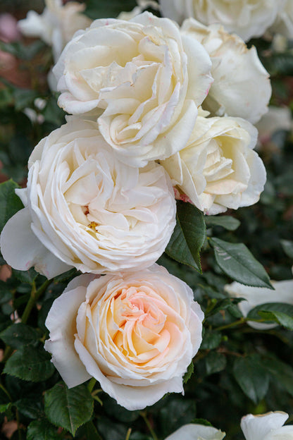 Rose - Top Cream