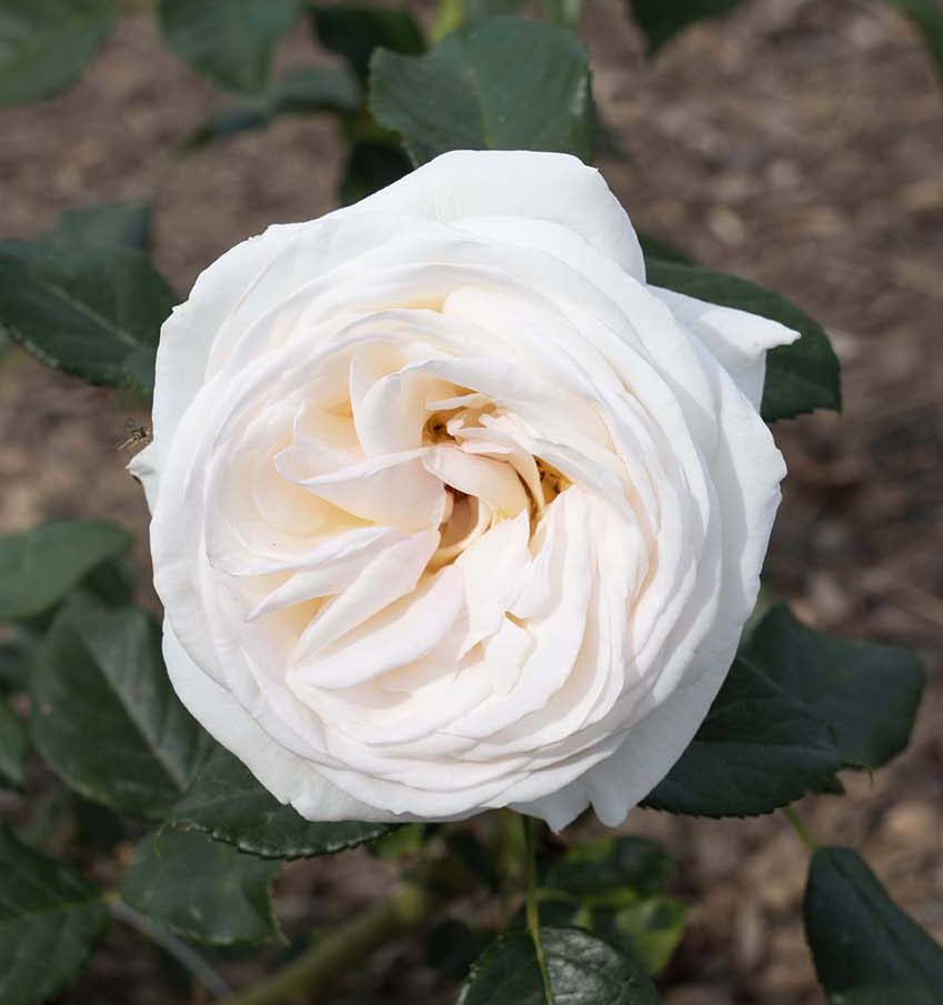 Rose - Top Cream