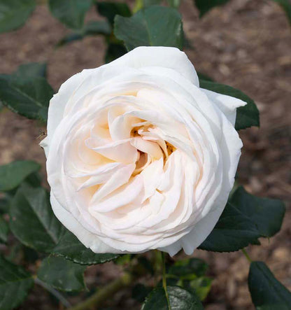 Rose - Top Cream
