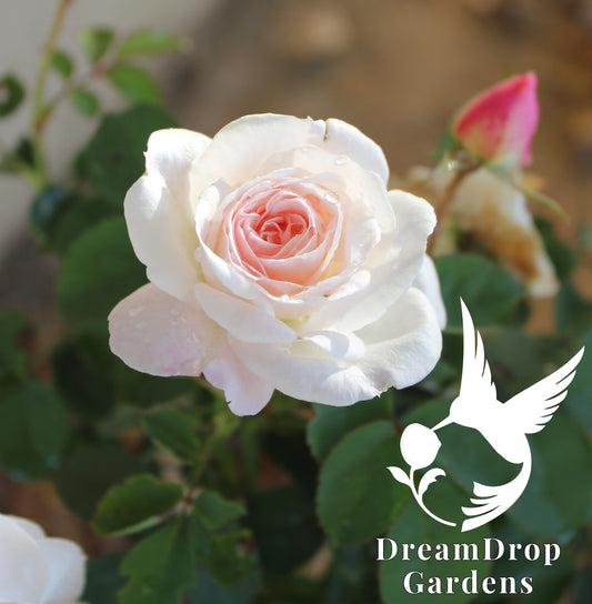 Rose - Touch of Pink