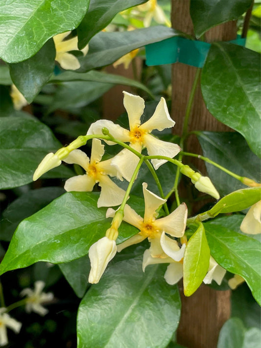 Star Jasmine - Star of Tuscany