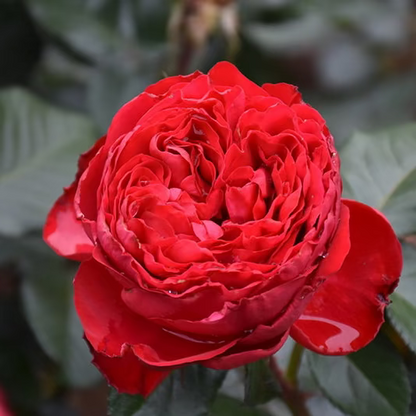 Rose - Traviata
