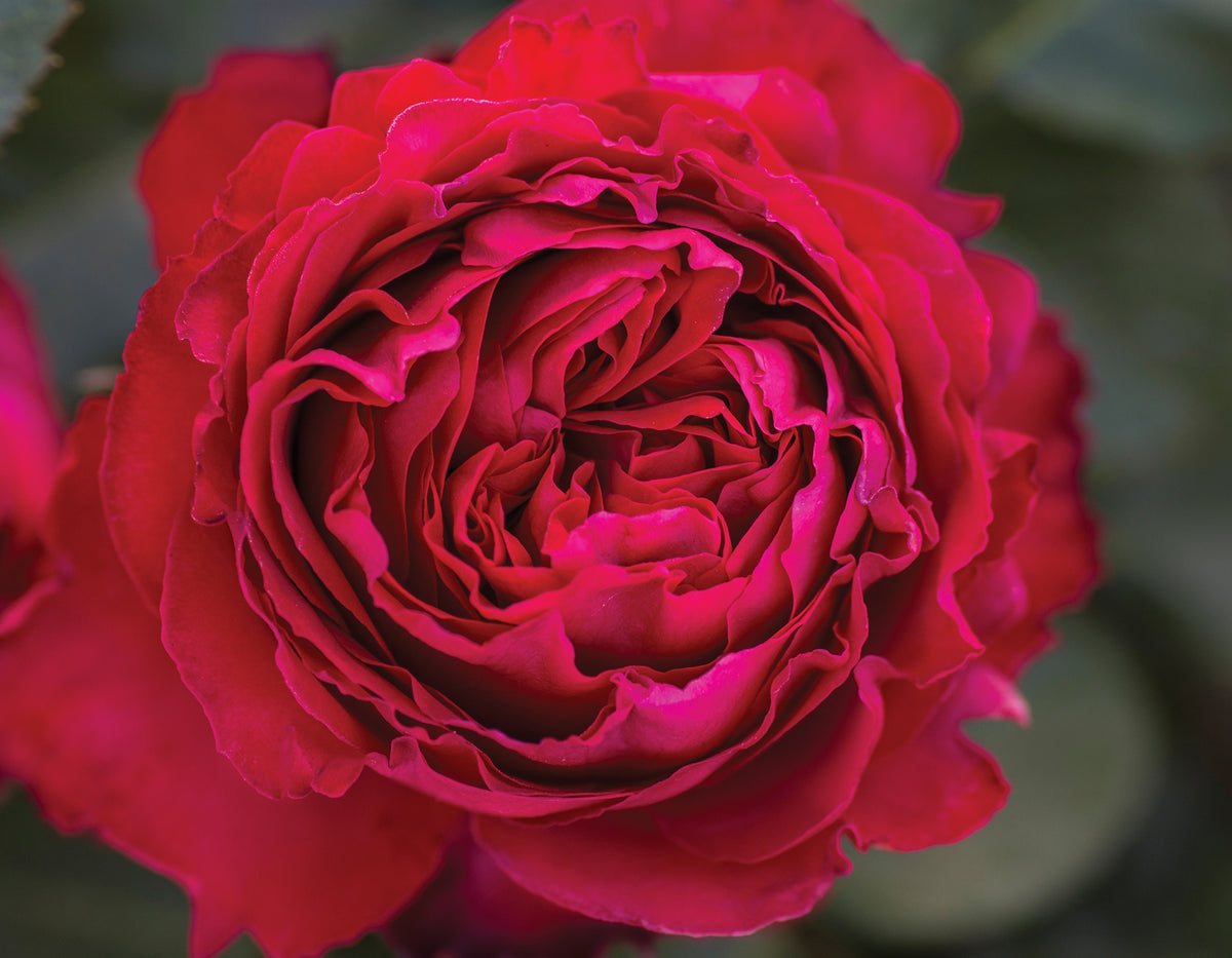 Rose - Traviata